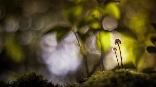 Paying attention to this miracle