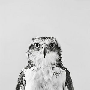 Adler