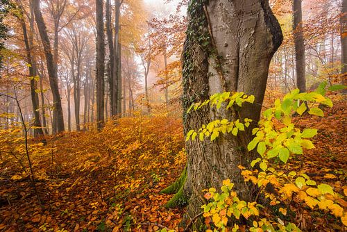 Früh am Morgen im Herbstwald