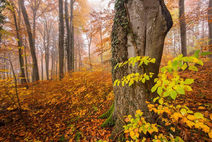 Vroeg in de ochtend in het herfstbos van Denis Feiner