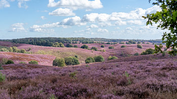 Violette Heide auf dem Posbank