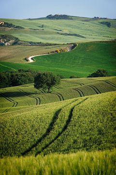 Kurvenreiche Linien in der Toskana