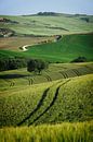 Lijnenspel in een landschap in Toscane van iPics Photography thumbnail