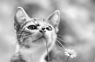 Neugieriges Kätzchen von Mds foto Miniaturansicht