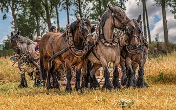 Trekpaarden van Ria Overbeeke