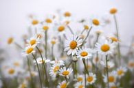 Champ de Marguerites par Renald Bourque Aperçu