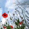 Vue sur le ciel à travers une prairie fleurie sur Sonja Foerster-Odenthal