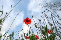 View through flower meadow to sky