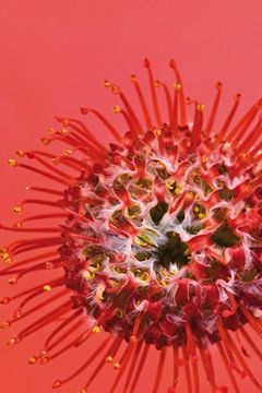 Foto van een rode bloem. van Therese Brals