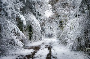 Winterwald im Elsass