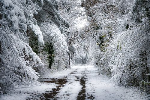 Forêt d'hiver en Alsace