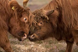 I'm the boss by anja voorn