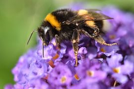 Hummel auf lila Schmetterlingsstrauch