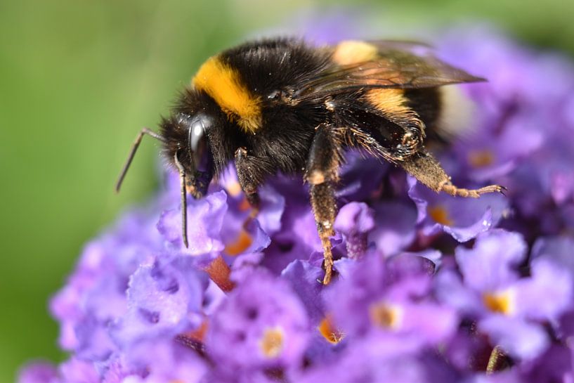 Hummel auf lila Schmetterlingsstrauch von Shutterbalance