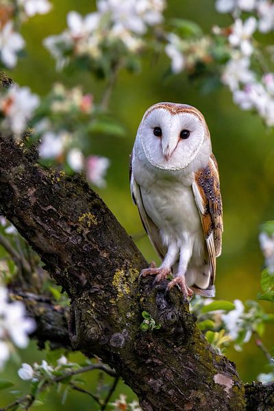 Schleiereule von Marieke Deinum