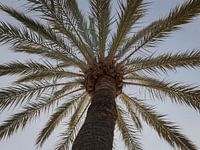 Palm tree in Moraira