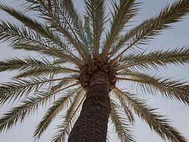 Palme in Moraira von Captured Created by Cathleen