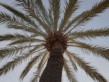 Palmboom in Moraira van Captured Created by Cathleen