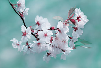 Fleur de printemps