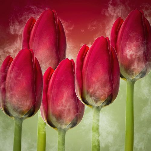 Smoky tulips