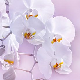 orchid by Violetta Honkisz