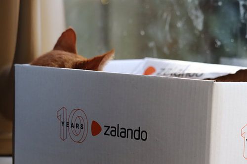 Kat in Zalando doos