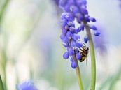 Biene auf einer blauen Traube von Barbara Brolsma Miniaturansicht