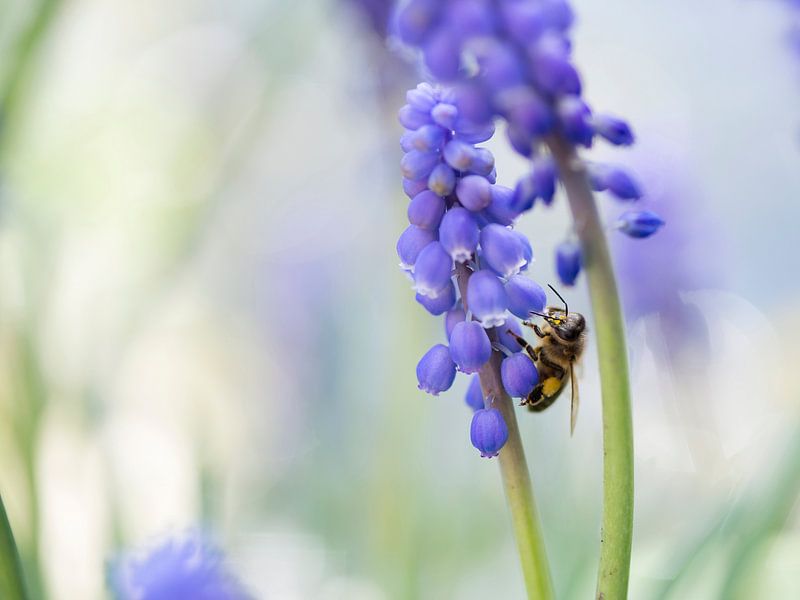 Biene auf einer blauen Traube von Barbara Brolsma