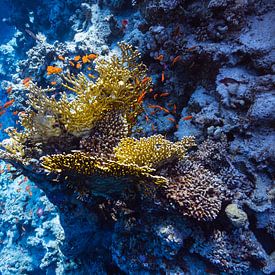 Reef at depth by Eric van Riet Paap