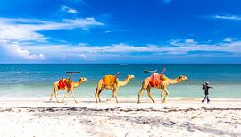 Tropical white beach with azure sea and blue sky and camels by Steven World Traveller