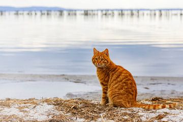 red tomcat at the Bodden by Daniela Beyer