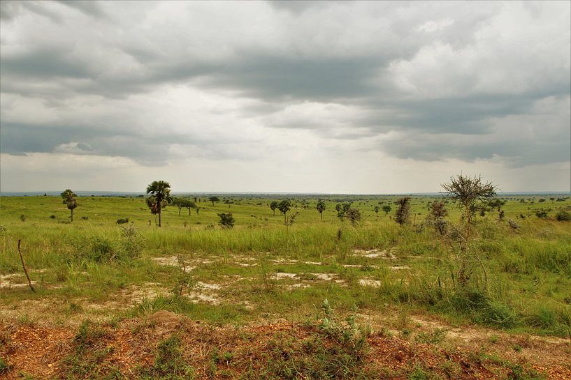 En safari par Marije Zwart