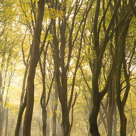 Kronkels in het bos van Albert Lamme