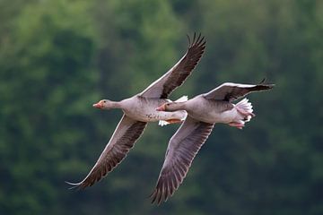 Greylag Goose by Anton Kloof