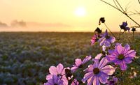 Paarse bloemen