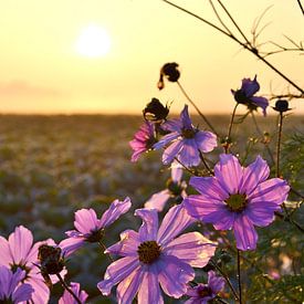 Paarse bloemen van Melanie Weeda