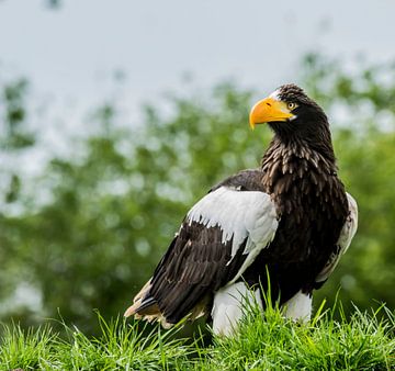 The Steller's Sea Eagle by Stephan Scheffer