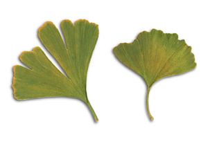Zwei Ginkgo-Blätter