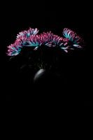 Fleurs de chrysanthème avec une lumière intéressante