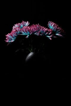 Chrysanten bloemen met interessant licht van Senta Bemelman