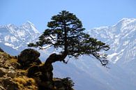 Himalaya Kiefer van Gerhard Albicker thumbnail