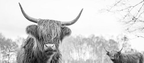 2 Schotse Hooglanders op de Jiltdijksheide (zwart/wit)