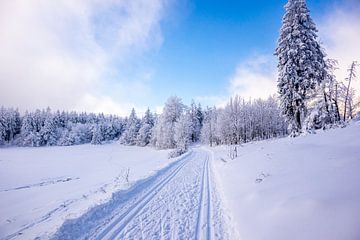 Langlaufen in het besneeuwde Thüringer Woud bij Floh-Seligenthal - Thüringen - Duitsland van Oliver Hlavaty