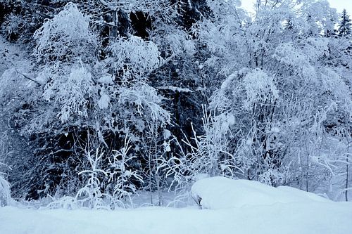 WINTERSPROOKJE 4