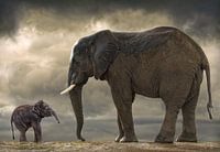 Baby olifant