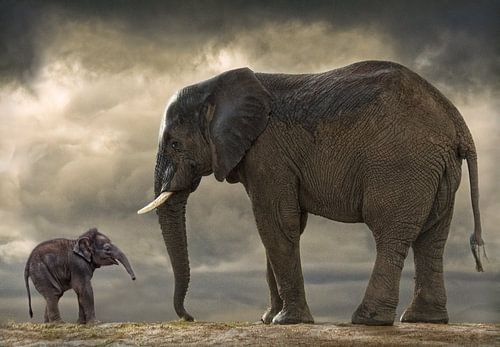 Bébé éléphant  sur Marcel van Balken