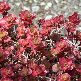 formes de fleurs rondes rose rouge sur Gerard de Ridder