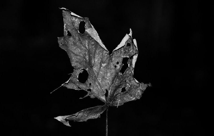 Autumn leaf by Marie-Claire Aling