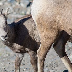 Curious mountain goat by Milou Mouchart