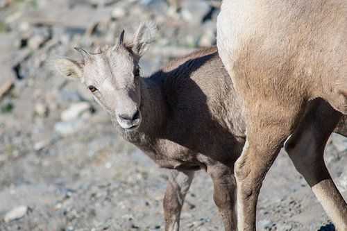 Curious mountain goat by Milou Mouchart